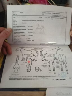 Predám ťažného žrebca - 3