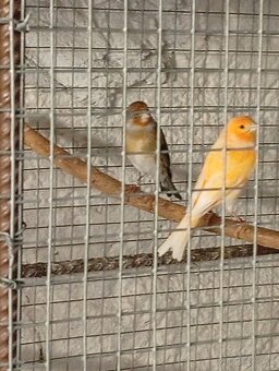predám kanariky - 3