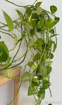 Predám Epipremnum vo váze č.28 za 7€ - 3