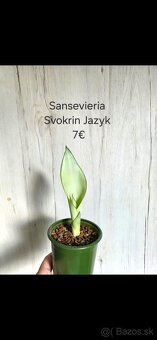 Rôzne druhy izbových rastlín - 3