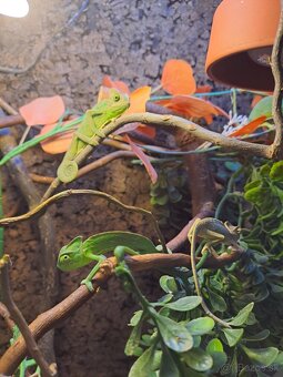 Chameleon jemensky - 3