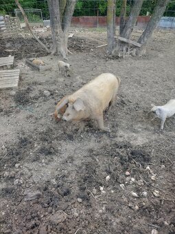 Mangalica - 3