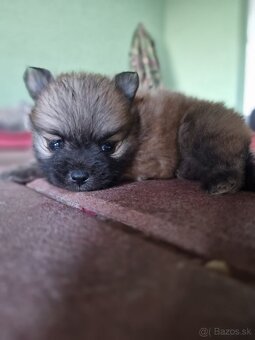 Pomeranian fenka - 3