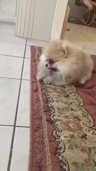 Nememcký špic/ Pomeranian - 3