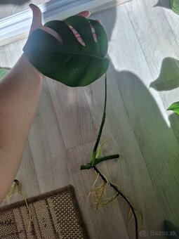 Monstera odrezky - 3