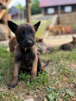 Belgicky ovčiak malinois - 3