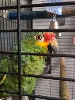 Predám Amazoňan Žltolíci -  Amazona Autumnalis - 3