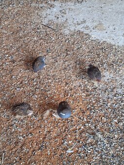 Čínska prepelica - 3