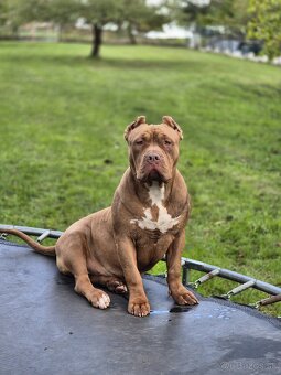 American bully XL - 3