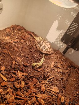 Testudo hermani korytnačka zelenkasta - 3