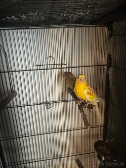 Papagáj spevavý - 3