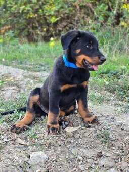 Beauceron s PP - 3