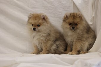 Nemecky špic pomeranian - 3