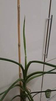 Difenbachia 130 cm - 3