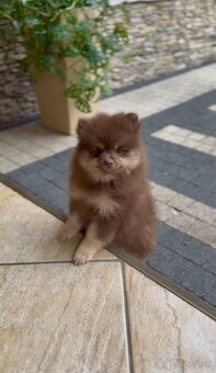 Pomeranian s PP - 3