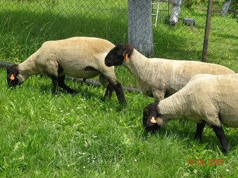 SUFFOLK plemenné barany s POP - 3