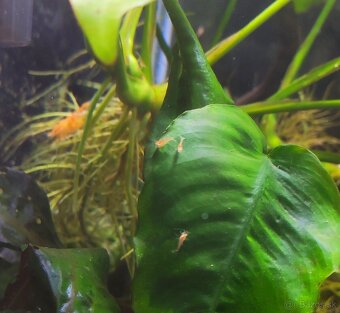 Žlté krevetky neocaridina + 3x neritina - 3