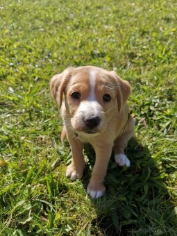 Šteniatka labradora x zlatého retrívra hľadajú domov - 3