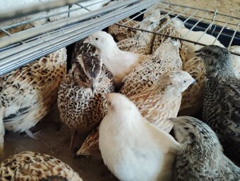 Predám japonské prepelice - 3