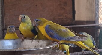 Neoféma tyrkysová žltobruchý škoricový opalín - 3