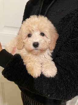 Maltipoo fenka - 3