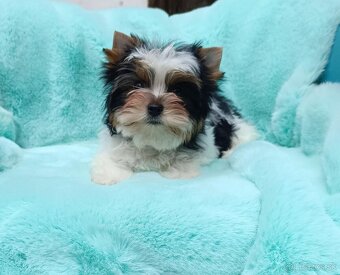 Biewer - Yorkshire terrier - 3