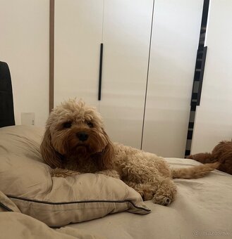 Cavapoo na krytie - 3