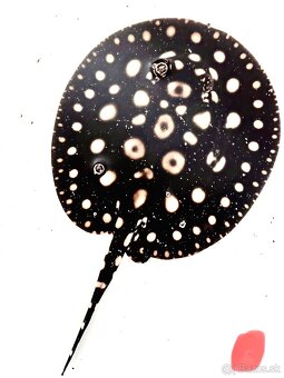 Potamotrygon Black Diamond - 3