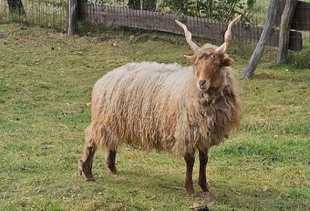 Jahňatá na predaj - 3
