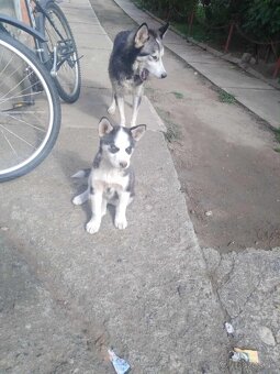 sibírsky husky/hasky - platný do zmazania - 3