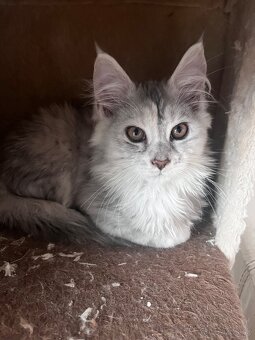 maciatko maine coon s PP Frost - 3
