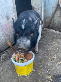 Vietnamské prasa - 3