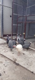 Predám perličky - 3