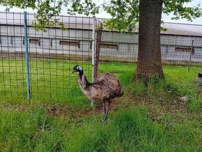 Emu - 3