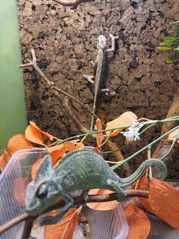 Chameleon jemensky - 3