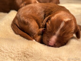 Cavapoo - 3