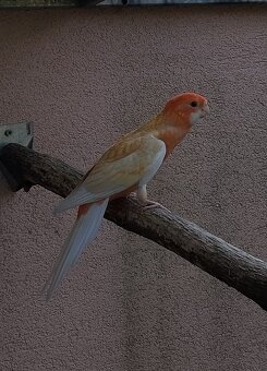 Penant oranžino albino - 3