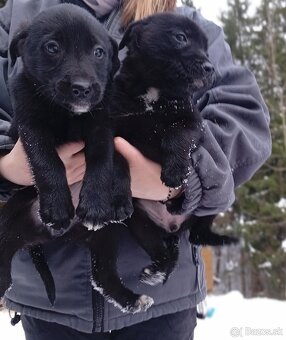 DARUJEM ŠTENIATKA - 3