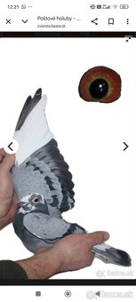 Poštové holuby - 3