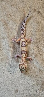 Gekončík nočný - 3