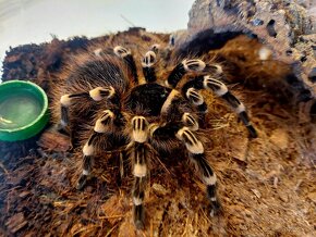 Acanthoscurria Geniculata samička - 3