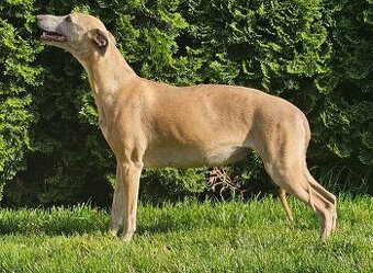Whippet s PP - 3