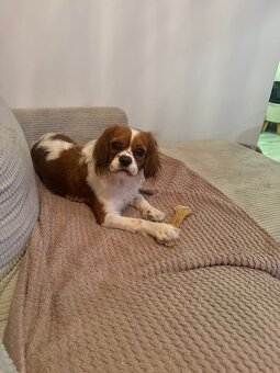 Cavalier - 3
