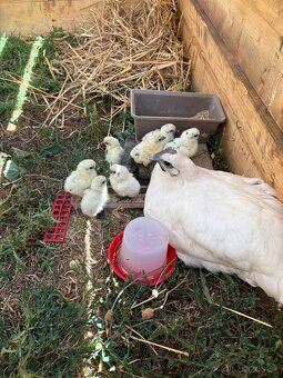 Kvočka Gà H’Mông s 8 kuriatkami - 3