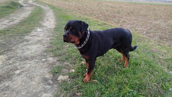 Rottweiler, rotvajler - 3