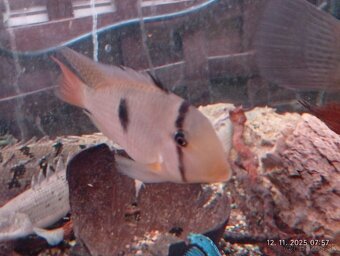 sermaprochilodus tanierus+mix - 3