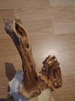 Trofej trofeje parohy parožie zhody.,. - 3