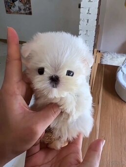 Mini Maltezák - 3