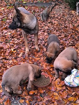 Šteniatka belgického ovčiaka - 3