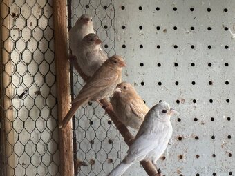 Predám kanárikov a mexických hýľov - 3